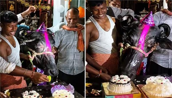buffalo  birthday  cake  basanti
