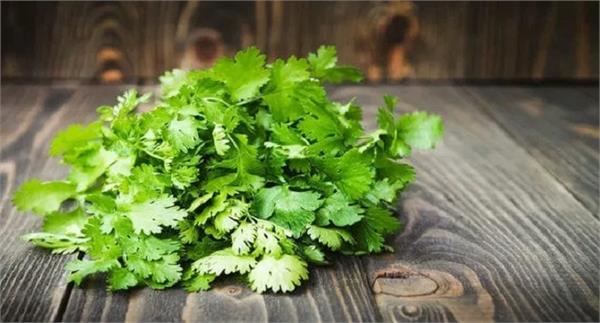 easy ways to keep green coriander fresh