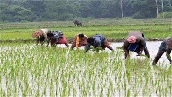 need to adopt smart rice policy
