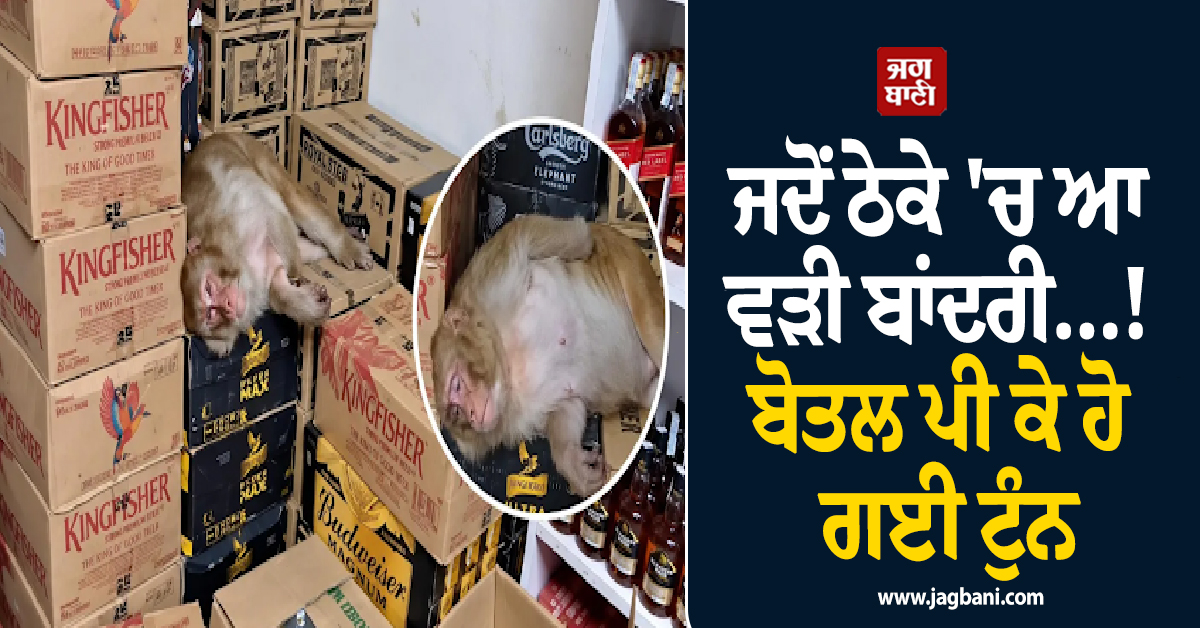 ਜਦੋਂ ਠੇਕੇ ''ਚ ਆ ਵੜੀ ਬਾਂਦਰੀ...! ਬੋਤਲ ਪੀ ਕੇ ਹੋ ਗਈ ਟੁੰਨ, ਵੀਡੀਓ ਵੇਖ ਤੁਸੀਂ ਵੀ ਕਹੋਗੇ OMG