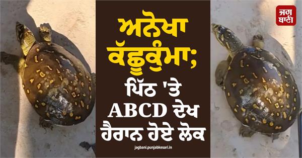unique tortoise abcd yellow markings video viral