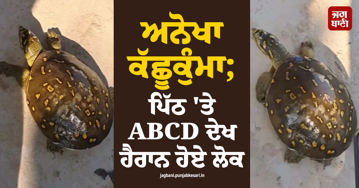 ਅਨੋਖਾ ਕੱਛੂਕੁੰਮਾ; ਪਿੱਠ 'ਤੇ ABCD ਦੇਖ ਹੈਰਾਨ ਹੋਏ ਲੋਕ, ਵੀਡੀਓ ਵਾਇਰਲ