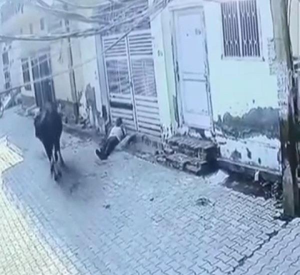 a bull knocked down an elderly man