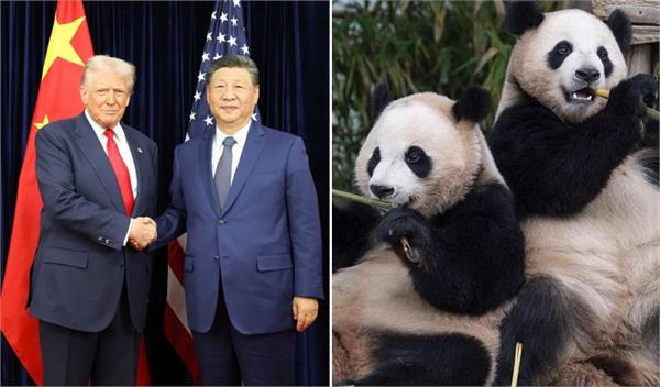 two pandas from china to be sent to zoo atlanta soon  xi jinping