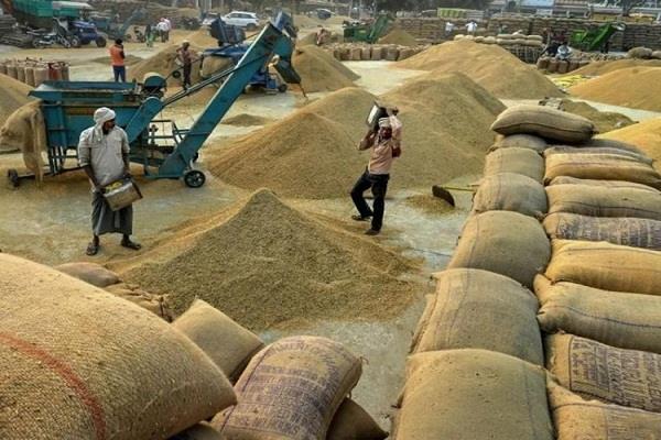 paddy harvesting should be done only between 10 am and 6 pm