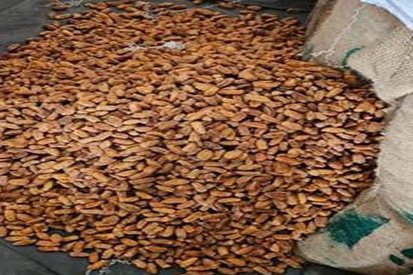 dri  pakistani dried dates  seized