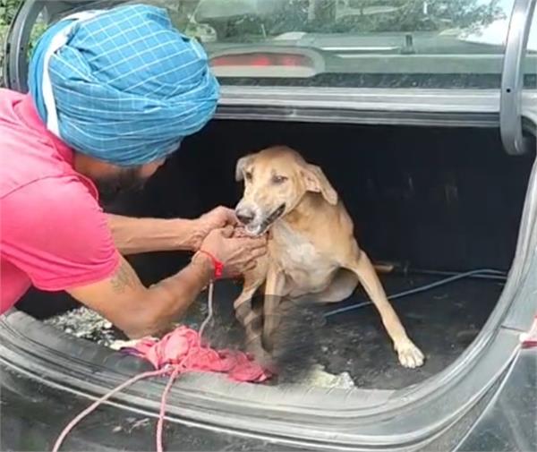 stray dog  police  person