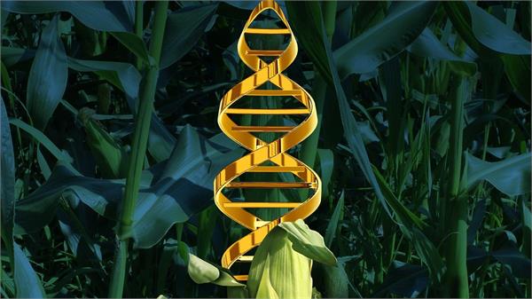 threat to agriculture from gm crops