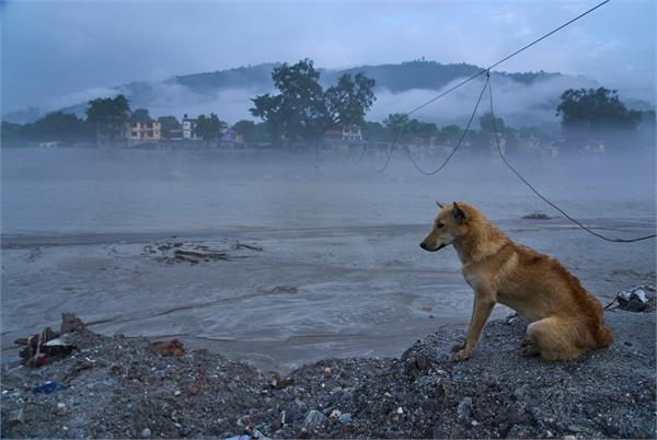 sniffer dogs involved in rescue operation