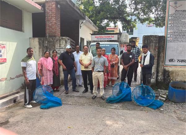 campaign to catch stray dogs launched in dinanagar