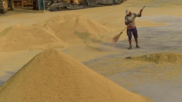 paddy procurement  government procurement to begin on october 1 