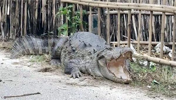 large crocodile enters village