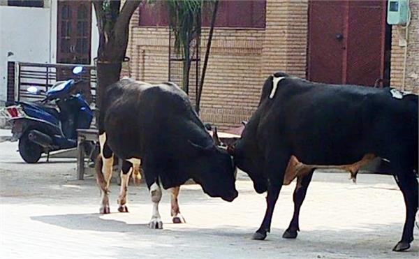 accidents in budhlada